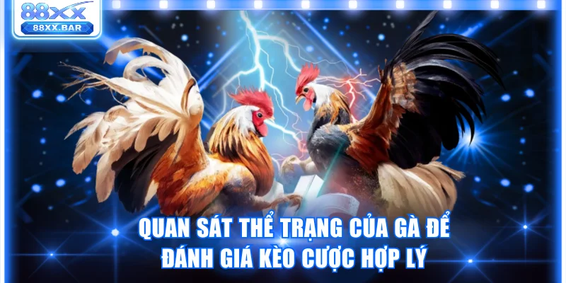 Quan sát thể trạng của gà để đánh giá kèo cược hợp lý